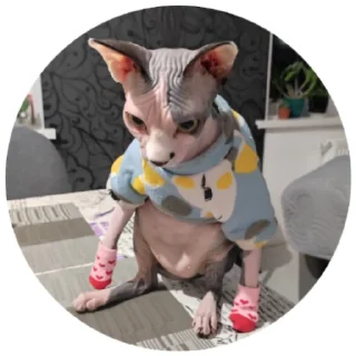 😐 emoji Кори и Мира Telegram sticker 5 of 41