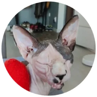 🥴 emoji Кори и Мира Telegram sticker 23 of 41