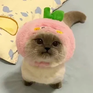 🌟 emoji Лучшая ава дани Telegram sticker 9 of 50