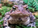 🐸 emoji Удивительные жабы Telegram sticker 9 of 33