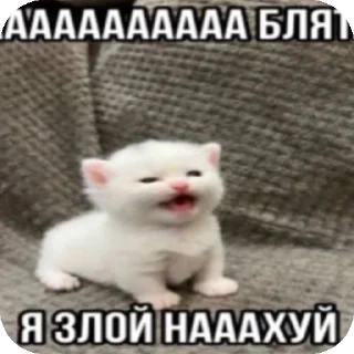 🐱 emoji хз @Agent_00007 Telegram sticker 5 of 98