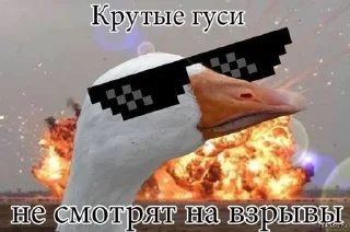 😎 emoji Хозяин набора Коля Бо 🐊 Telegram sticker 16 of 120