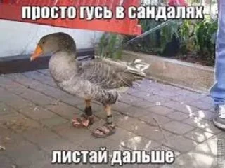 ✌ emoji Хозяин набора Коля Бо 🐊 Telegram sticker 14 of 120