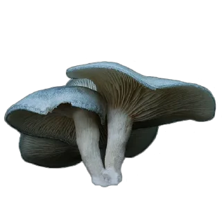 🍄 emoji mushrooms Telegram sticker 9 of 17