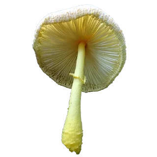 🍄 emoji mushrooms Telegram sticker 11 of 17