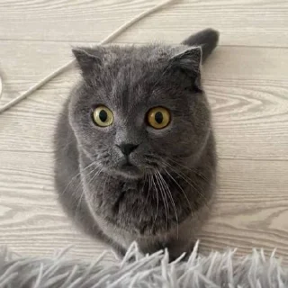 😳 emoji пирожок Telegram sticker 17 of 28