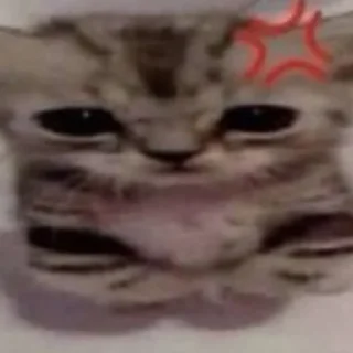 😾 emoji Имбовые котики @stikirstipo Telegram sticker 5 of 55
