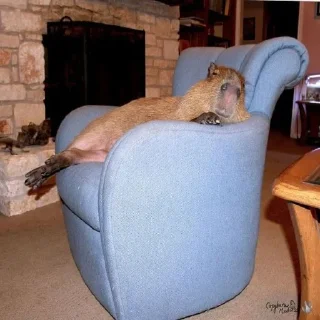 😴 emoji capibara Telegram sticker 20 of 58