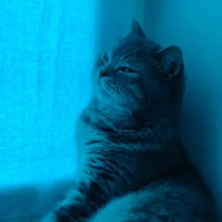🐈 emoji кочерыжики Telegram sticker 23 of 101