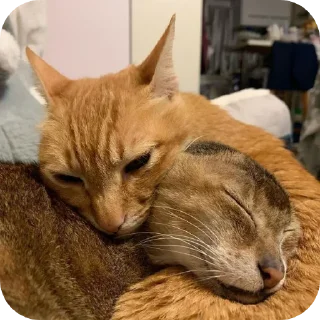 🐱 emoji лёгкий голод Telegram sticker 20 of 36