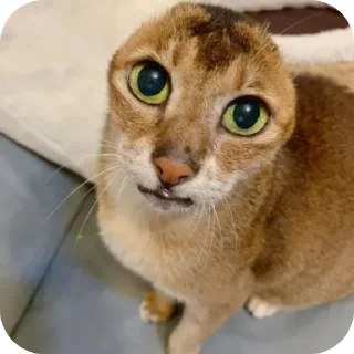 🐱 emoji лёгкий голод Telegram sticker 12 of 36