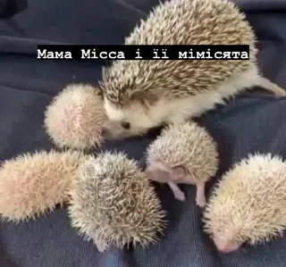 🌟 emoji Місса ідішин<3 Telegram sticker 6 of 120