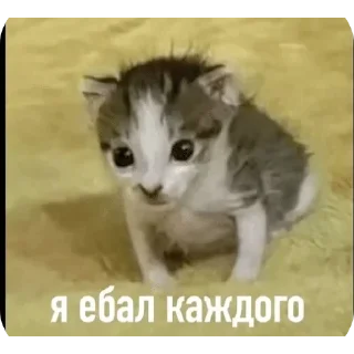 😩 emoji Учеба в USPTU Telegram sticker 12 of 29
