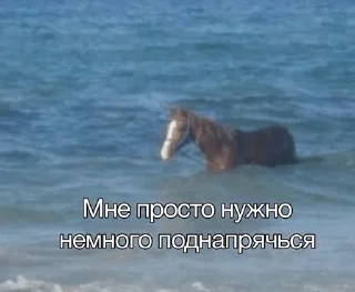 🐎 emoji Учеба в USPTU Telegram sticker 17 of 29