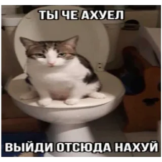 Sticker from злые коты