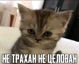 🔞 emoji мими.🐱 Telegram sticker 21 of 28