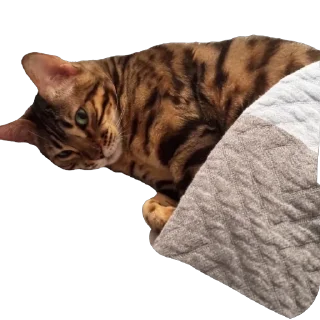 🫥 emoji ШубаМоя Telegram sticker 18 of 19