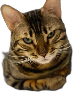 🌟 emoji ШубаМоя Telegram sticker 9 of 19