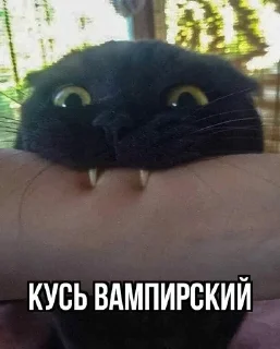 Sticker from Кусь