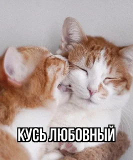 Sticker from Кусь