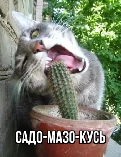 Sticker from Кусь