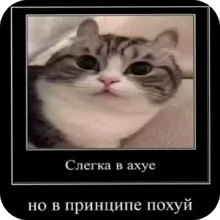 👍 emoji Китикет Telegram sticker 10 of 80