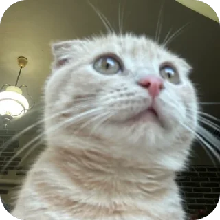 🫥 emoji Манюня Telegram sticker 14 of 29
