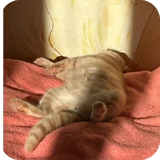 🫥 emoji Манюня Telegram sticker 24 of 29