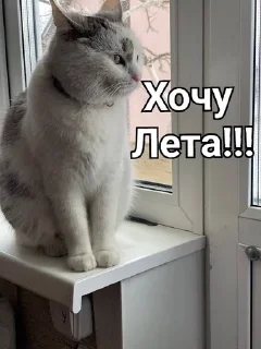 🌺 emoji Мурка А ну-ка давай-ка Telegram sticker 10 of 24