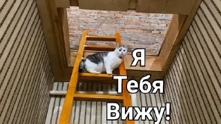 👀 emoji Мурка А ну-ка давай-ка Telegram sticker 23 of 24