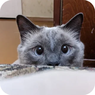 🐱 emoji Коты Telegram sticker 8 of 78