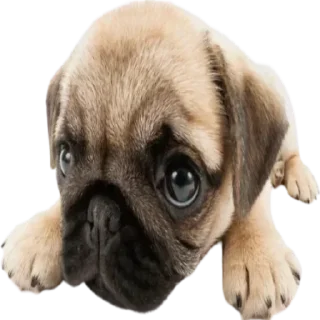 🥺 emoji мама папа криминал Telegram sticker 11 of 70