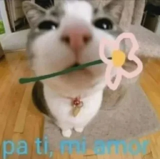 💝 emoji котеки бу: @rty3ti Telegram sticker 9 of 70