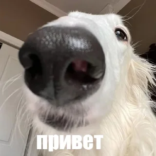 👋 emoji longnose style Telegram sticker 8 of 41