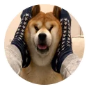 😣 emoji Пёсели Telegram sticker 12 of 47