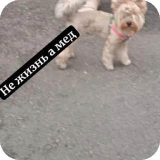 🐶 emoji людоеды Telegram sticker 9 of 18