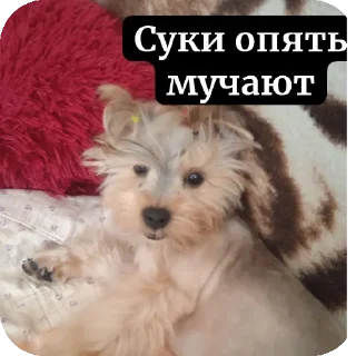 🐶 emoji людоеды Telegram sticker 8 of 18