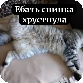 🐱 emoji людоеды Telegram sticker 12 of 18