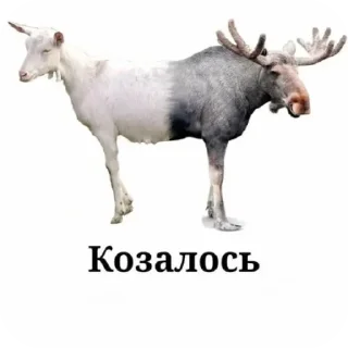 🌟 emoji Смешные животные Telegram sticker 19 of 49