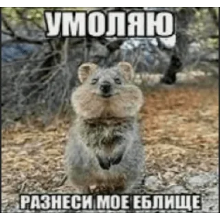 🎈 emoji Набор говна @Sobaka2285 Telegram sticker 9 of 120