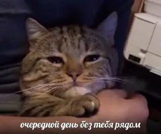 Sticker from котята
