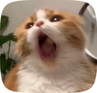 📎 emoji Котята Telegram sticker 9 of 15