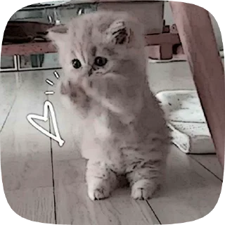 Sticker from Котята