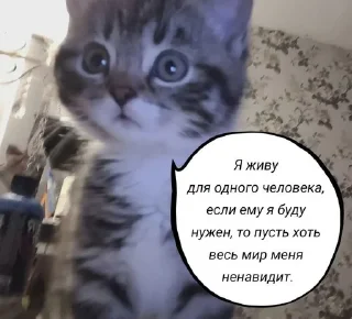 Sticker from котята