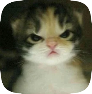😡 emoji Котята Telegram sticker 10 of 15