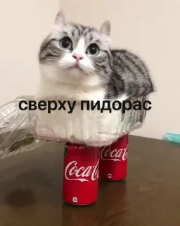☝ emoji ЭЩКЕРЕ @amare_shit Telegram sticker 12 of 40