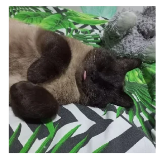 😴 emoji Котики емае Telegram sticker 15 of 118
