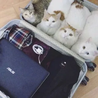 😐 emoji Котики емае Telegram sticker 23 of 118