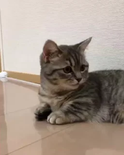 🥰 emoji кокоа 2.0 а Telegram sticker 23 of 50