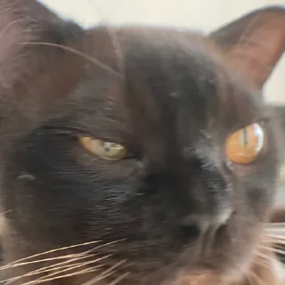 Sticker from Aphex Cat